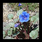 phacelia campanularia - California blue bells phacelia campanularia